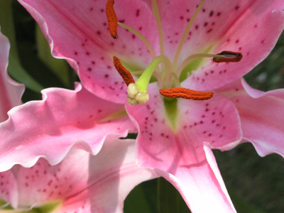 Stamens & Petals