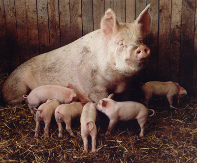 Mum & Family