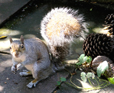 Bushy Tail