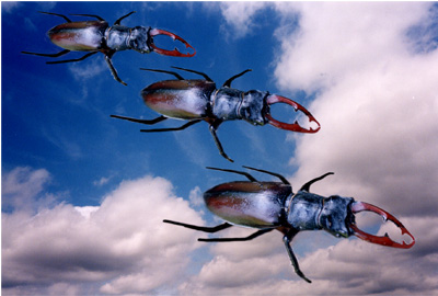 Stagbeetles in Formation