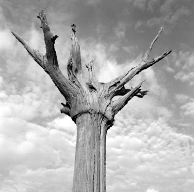 Reaching for the sky