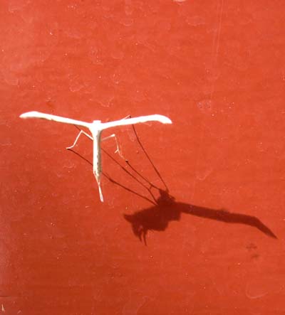 Stickfly & Shadow