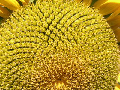 Sunflower Seeds