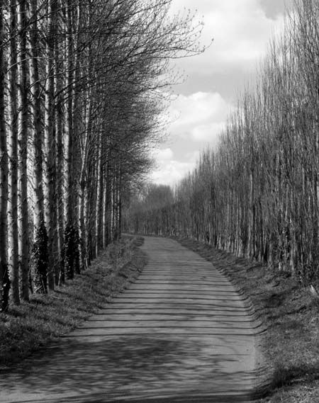 Trees & Shadows