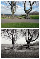 Springfield Park 2011 & 1986