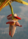 Banana plant