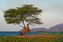 Fishing net in tree