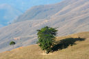 Trees and mountain