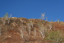 Harsh vegetation