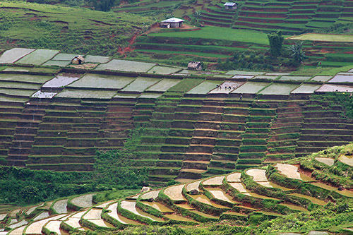 Rice terraces at Ruteng