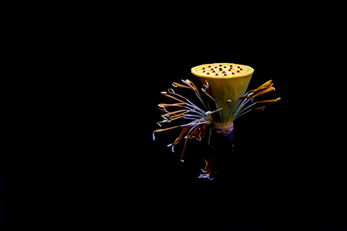 Lotus after blooming