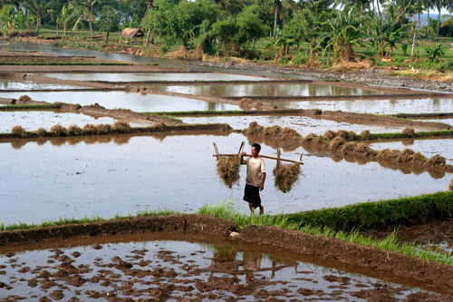 Rice farmer