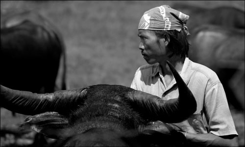 The buffalo keeper