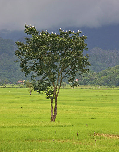 Lonely tree