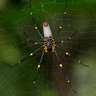 Giant spider