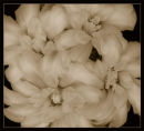 Dusky blooms