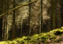 Ladybower woodland