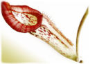Nepenthes