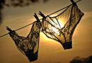 Washing line #4
