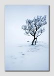 Alone in the snow -  Northumberland - NS8109