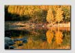 Autumn Trees on Blea Tarn  -  LS012