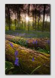 Blueball Wood - D5750