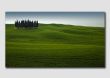 Cypress Tree 'Copse'-3-TU0624