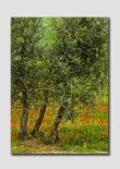 Poppies and Olive Trees - TS0484