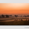 Sheep in the morning mist - DS1232