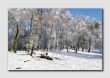 Winter Trees on Stanton Moor  -  PS032