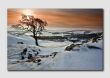  Winter Tree near Hadrians Wall - Northumberland NS8196