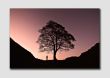 Sycamore Gap at Dusk 1 - NS3091