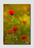 Tuscany Poppies-TU0675