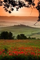 Tuscan Fields-4-TU1002