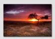  Brocalitia Sunrise - N4947