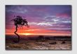 Twisted Tree at Sunrise - N4944