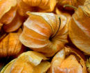 Physalis Peruviana : Cape Gooseberry