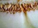 Melon Seeds