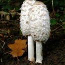 Shaggy Ink Cap Fungus