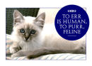 Feeling feline