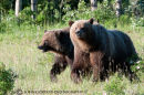 Grizzly bear cubs