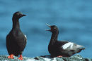 Pigeon Guillemot
