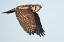 Northern hawk-owl 