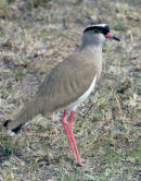 Crowned Plover