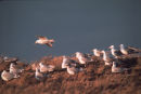 Glaucous winger gull immatures