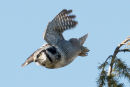 Northern hawk-owl