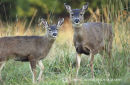 Mule Deer