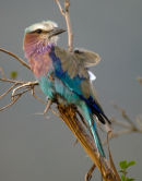 Lilac Breasted roller