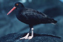 Oyster catcher
