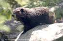 Vancouver Island Marmot